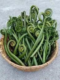 A wicker basket of fresh green fiddlehead ferns from aruna kullu handloom, ideal for making Lingdu Ka Achar (Kasrod Ka Achar), displays their coiled tops and long stems on a gray surface.