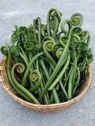 A wicker basket of fresh green fiddlehead ferns from aruna kullu handloom, ideal for making Lingdu Ka Achar (Kasrod Ka Achar), displays their coiled tops and long stems on a gray surface.